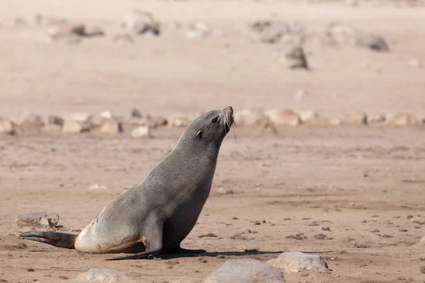 Bambino Foca Bruna Andare Mare Colonia Cape Cross Namibia Safari — Foto Stock