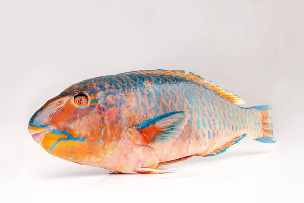 신선한 Colourfull Parrotfish 배경에 해산물 — 스톡 사진