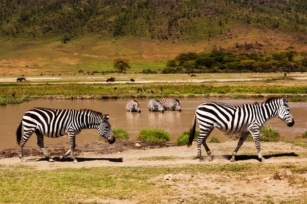 Zebras Trinken Wasser Wasserloch Glühend Warmes Sonnenuntergangslicht Safari Den Afrikanischen — Stockfoto