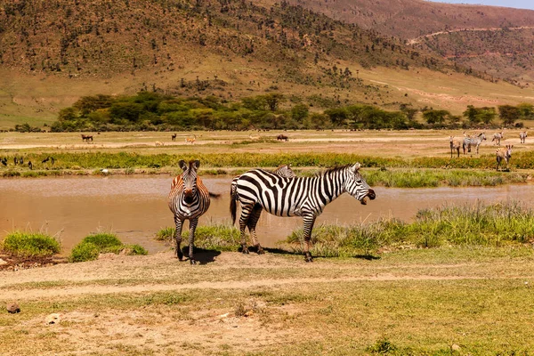 Mehrere Zebras Die Der Nähe Des Wasserlochs Stehen Tansania Serengeti — Stockfoto