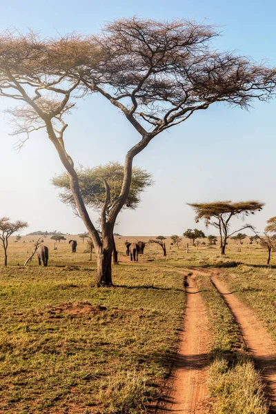 Groep Van Olifanten Wandelen Het Prachtige Nationaal Park Serengeti Tanzania — Stockfoto