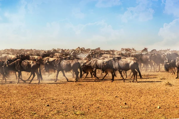 Large Herds Wildebeest Zebra Migration Season Serengeti National Park Tanzania — Stock Photo, Image