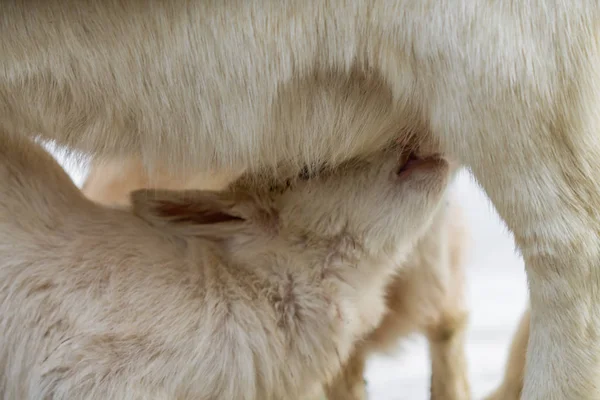 Eine Kleine Ziege Saugt Milch Von Der Mutter — Stockfoto