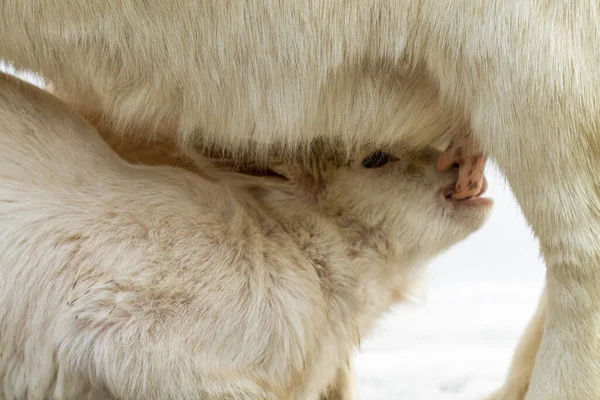 Una Cabra Chupa Leche Madre — Foto de Stock