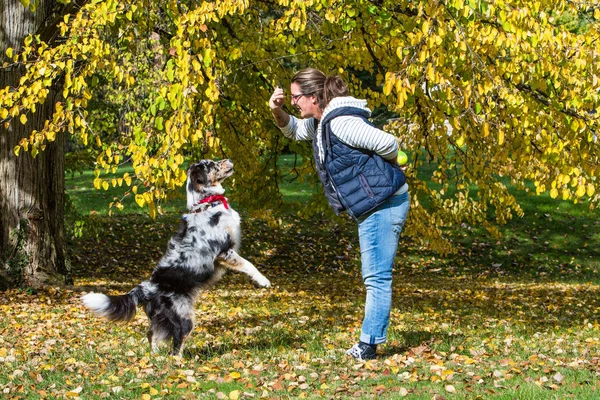 Educação Jovem Cão Pastor Australiano — Fotografia de Stock