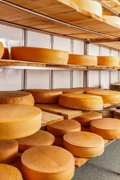 Cheesemaking 屋に表示されている棚にいくつか成熟チーズ ホイール — ストック写真