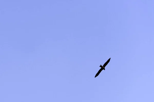 Indický Skvrnitý Eagle Clanga Hastata Modrou Oblohu Nad Národní Park — Stock fotografie