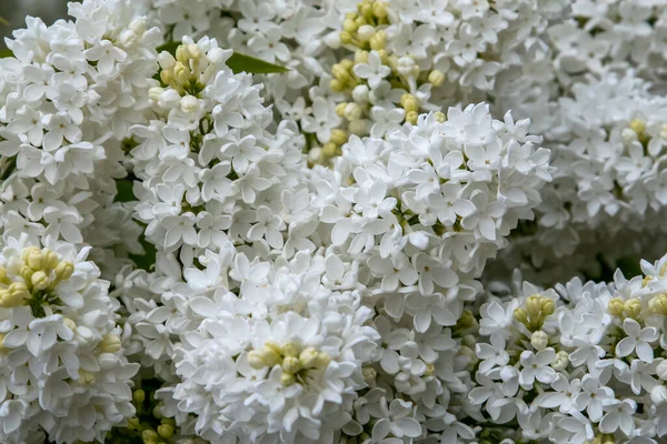 Blooming Lilac Bush Spring Time Blossoming Lilac Flowers Flowering Lilac — Stock Photo, Image