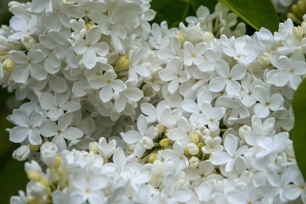 Arbusto Lila Floreciente Primavera Flores Lila Florecientes Floración Arbusto Lila — Foto de Stock