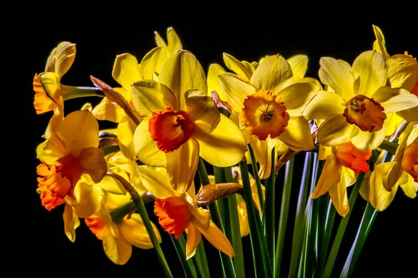 Amarelos Narcisos Daffodils Fundo Preto Flor Natural Flores Jardim Flores — Fotografia de Stock
