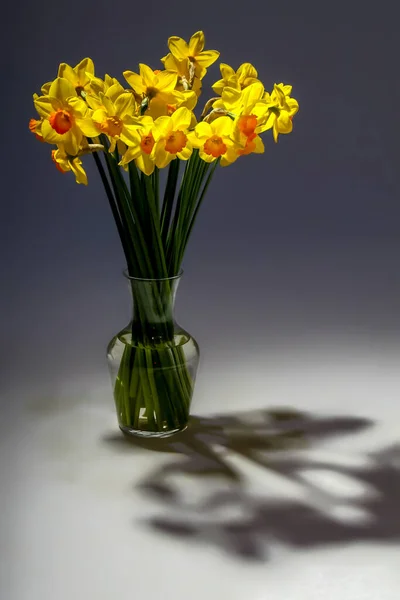 Gula Påskliljor Påskliljor Grå Bakgrund Naturblomma Trädgårdsblommor Gul Påsklilja Blommor — Stockfoto