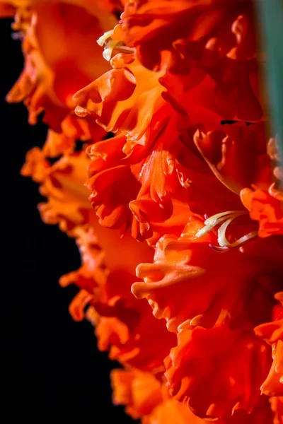 Червоний Гладіолус Гладіолус Чорному Тлі Природна Квітка Садові Квіти Червоні — стокове фото