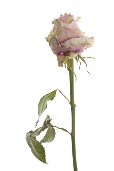 Rose Séchée Debout Devant Fond Blanc — Photo