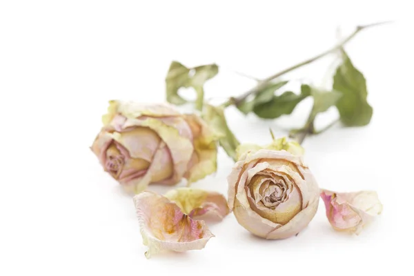 Duas Rosas Secas Deitadas Sobre Uma Superfície Branca — Fotografia de Stock
