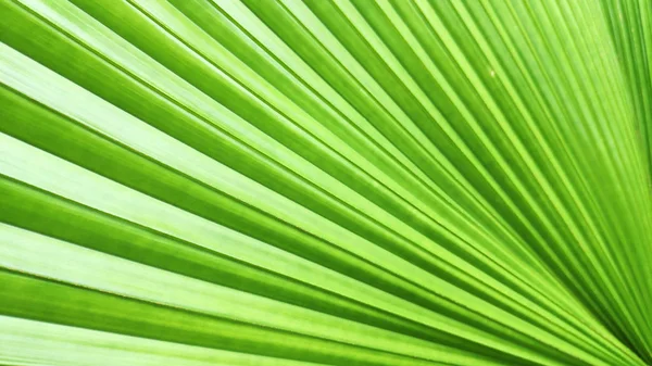 Крупним Планом Зелений Лист Рослини Слонової Папороті — стокове фото