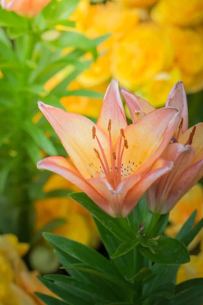 色とりどりの花の背景イメージ 背景自然 — ストック写真