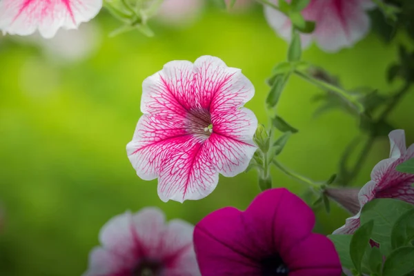 Bakgrundsbilden Färgglada Blommor Bakgrund Natur — Stockfoto