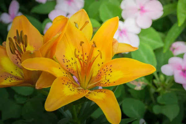 Pozadí Obraz Barevných Květin Pozadí Přírody — Stock fotografie