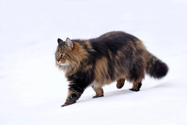Досить Молодий Норвезька Лісна Кішка Полювання Снігу — стокове фото