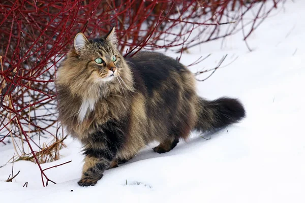 Una Bella Giovane Foresta Norvegese Caccia Gatti Nella Neve — Foto Stock