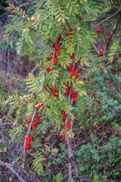 Hırvatistan Yaz Mevsiminde Manzarası — Stok fotoğraf