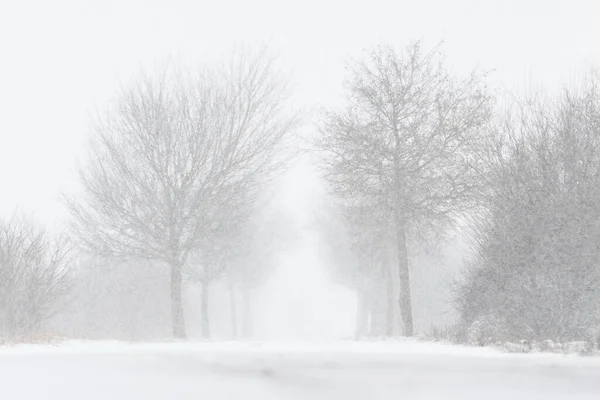 德国巴伐利亚冬季树木丛生 大雪纷飞的道路 — 图库照片