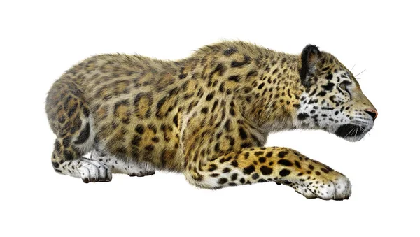 Rendering Dari Jaguar Kucing Besar Terisolasi Pada Latar Belakang Putih — Stok Foto