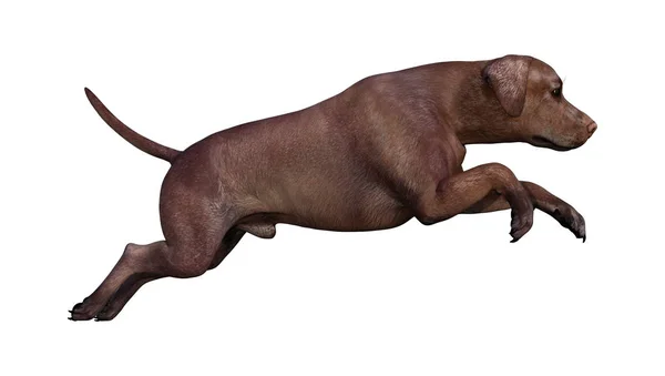 Beyaz Arka Plan Üzerinde Izole Kahverengi Labrador Köpek Render — Stok fotoğraf