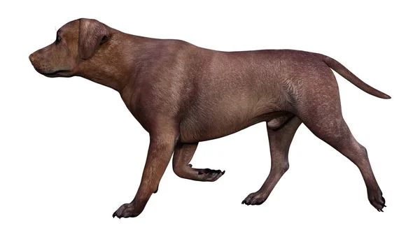 Візуалізація Коричневої Собаки Лабрадора Ізольовано Білому Тлі — стокове фото