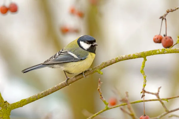 Grande Uccello Tit Parus Major Seduto Ramo Albero — Foto Stock