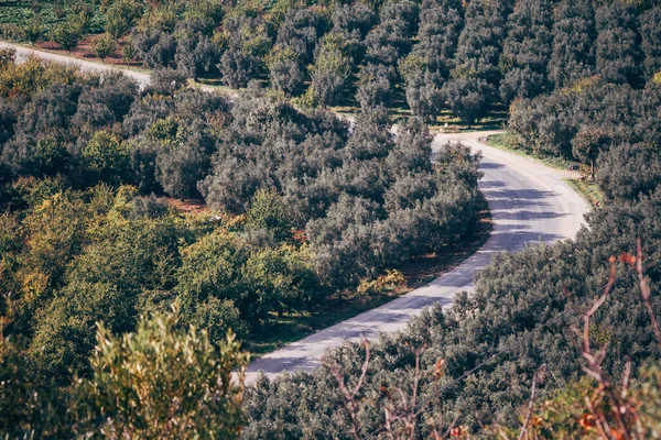 Bird Eye View Fields Olive Other Trees Iznik Turkey — стоковое фото
