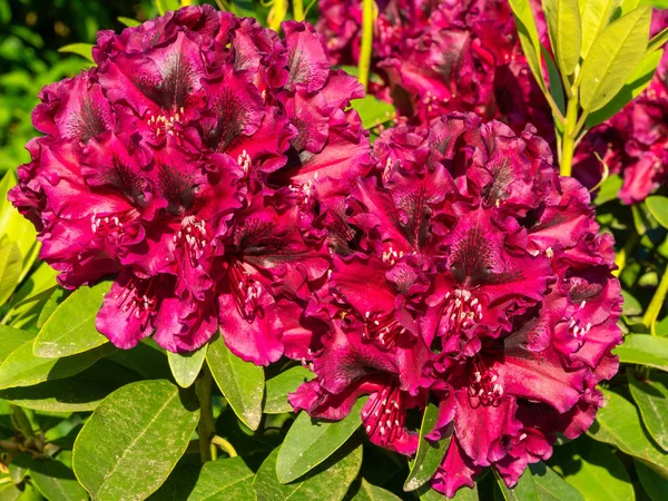 Rhododendron Hybrid Midnight Beauty Rhododendron Hybrid Primo Piano Della Testa — Foto Stock