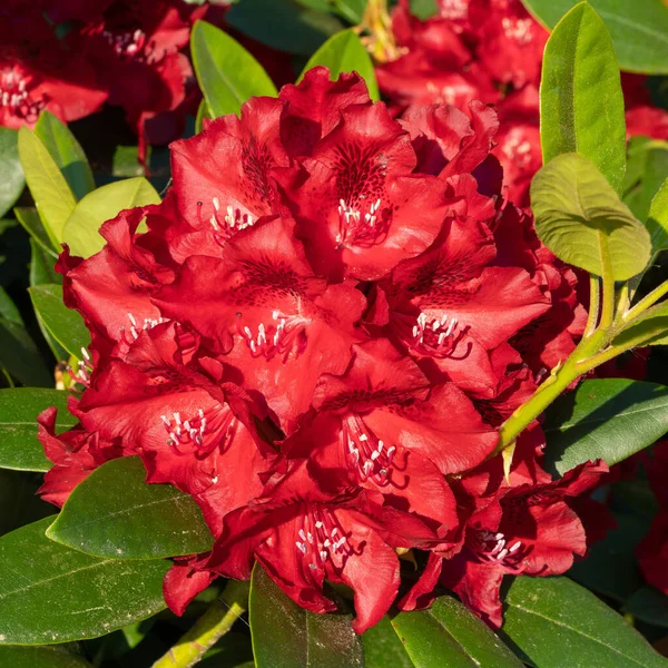 Rhododendron Hybrid Rabatz Hybryda Rododendronowa Zbliżenie Głowicy Kwiatowej — Zdjęcie stockowe