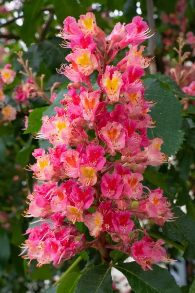 Castagno Cavallo Rosso Esculus Carnea Primo Piano Del Fiore — Foto Stock