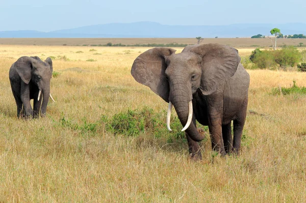 Elefantes Africanos Loxodonta Africana Habitat Natural Reserva Nacional Masai Mara — Fotografia de Stock