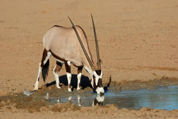 Antílope Gemsbok Oryx Gazella Água Potável Deserto Kalahari África Sul — Fotografia de Stock