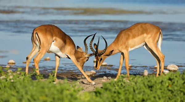 Due Antilopi Impala Maschio Aepyceros Melampus Combattenti Parco Nazionale Etosha — Foto Stock