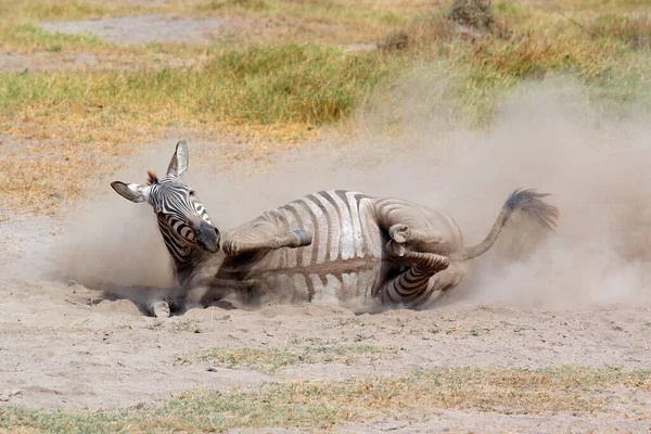 Zebră Câmpie Equus Burchelli Care Rostogolește Praf Parcul Național Amboseli — Fotografie, imagine de stoc