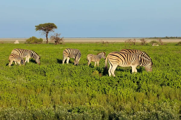 Равнинные Зебры Equus Burchelli Питаются Равнинах Национального Парка Этоша Намибия — стоковое фото