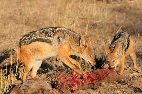 Sciacalli Dalla Schiena Nera Canis Mesomelas Che Spazzano Una Carcassa — Foto Stock