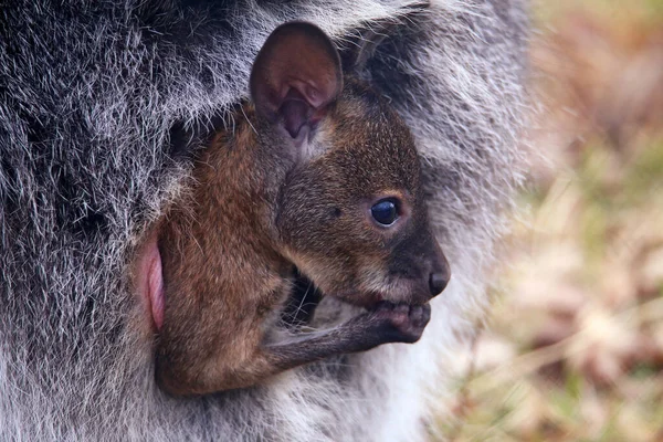 Werpen Subls Naar Kangoeroe Baby Van Red Neck Wallaby Macropus — Stockfoto