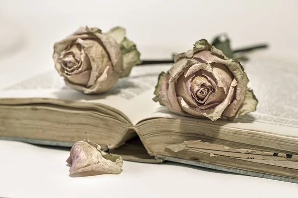 Dos Rosas Secas Libro Viejo — Foto de Stock