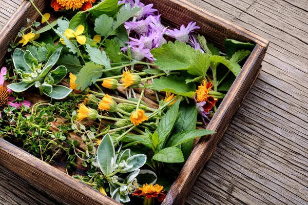 Medicina Natural Base Hierbas Con Hierbas Flores Sobre Fondo Madera —  Fotos de Stock