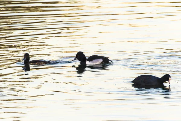 Anatra Dal Collo Anello Aythya Collaris Sta Nuotando Sull Ekosea — Foto Stock