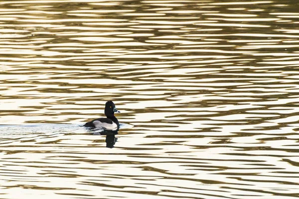 Kachna Kruhovým Krkem Aythya Collaris Plave Oekosea Dillingenu Německu — Stock fotografie