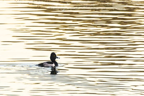 Pato Pescoço Anelado Aythya Collaris Está Nadando Oekosea Perto Dillingen — Fotografia de Stock