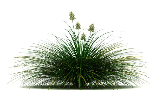 Single Blue Bunchgrass Plant Geïsoleerde Witte Achtergrond — Stockfoto