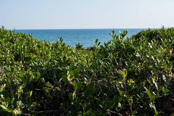 Nature landscape wallpaper background sea water behind green dunes on a summer day with blue sky and sun. No people.