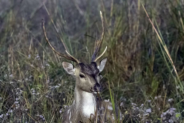 Portrait Jeune Mâle Chital Guépard Axe Axe Également Connu Sous — Photo