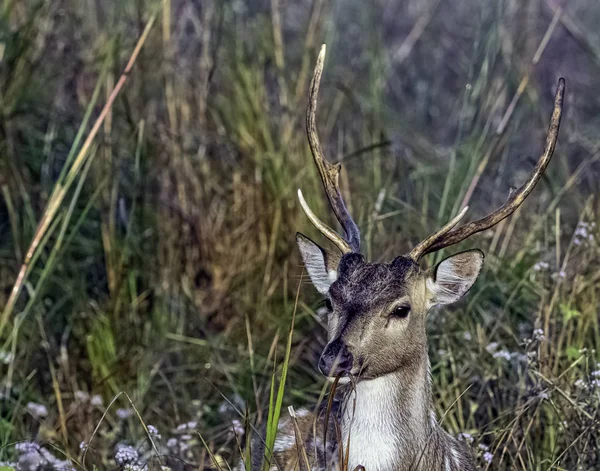 Portrét Mladého Muže Axisové Nebo Cheetal Osa Osa Také Známý — Stock fotografie